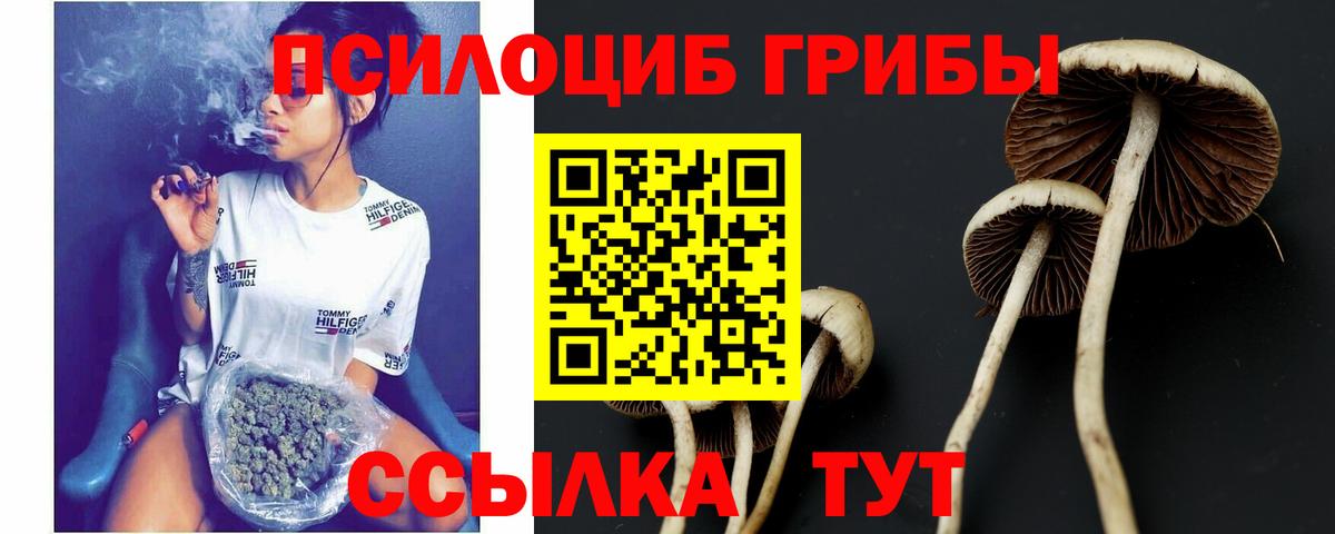 Псилоцибиновые грибы GOLDEN TEACHER  как найти   Тамбов  Псилоцибиновые грибы GOLDEN TEACHER  Вход с VPN 